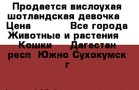 Продается вислоухая шотландская девочка › Цена ­ 8 500 - Все города Животные и растения » Кошки   . Дагестан респ.,Южно-Сухокумск г.